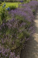 Blühende Lavandula (Lavendel - Hecke)