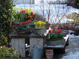 Tulipa 'Couleur Cardinal' (Tulips), Iris danfordiae (Yellow Iris), Primula