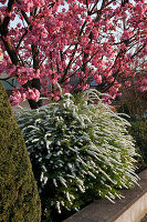 Spiraea arguta (Schneespiere, Brautspiere) vor Prunus serrulata 'Kanzan' (Zierkirsche)