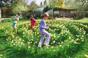 Kinder spielen im Narzissenlabyrinth im Gras, das mit Narcissus 'Yellow Cheerfulness' angelegt wurde