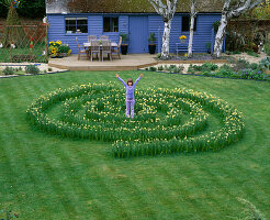 Narzissenlabyrinth im Gras mit Narcissus 'Yellow Cheerfulness' im frühen Wachstumsstadium