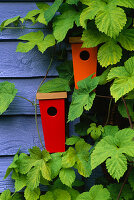 Rote und orangefarbene Vogelfutterhäuschen am blauen Gartenhaus