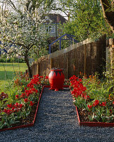 Schwarzer Glastopf mit Tulipa Rococo, Euphorbia 'Fireglow', rot-schwarzer Topf mit Ophiopogon planiscapus 'Nigrescens', blaues Gewächshaus und ein Cox-Apfelbaum