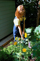 CONNIE WATERING SUNFLOWERS IN THE CHILDRENS POTAGER DESIGNED by Clare MATTHEWS