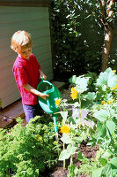 Gießen von Sonnenblumen im dekorativen Kindertopf