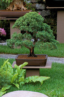 Bonsaibaum in der Welt des Koi-Gartens