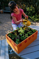 Nancy WATERING LETTUCES AND PARSLEY IN THE VEGETABLE BOX. Clare MATTHEWS PROJECT