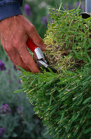 Zurückschneiden eines angustifolia-Lavendels auf 6-9 cm