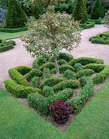 Abgeschnittene Stechpalme und abgeschnittener Buchsbaum und Berberis im Parterre