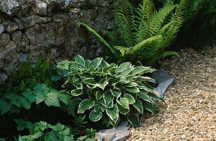 Hosta und Farne im ummauerten Garten