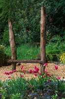 Designer: Clare MATTHEWS: THE WALLED Garden, Devon: Mariette Tulipa IN Front of WOODEN SEAT
