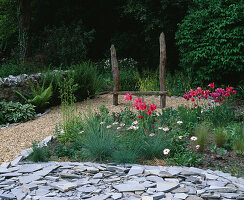 Designer: Clare MATTHEWS: THE WALLED Garden, Devon: SLATE, GRAVEL AND Mariette Tulipa IN Front of WOODEN SEAT