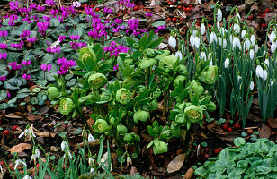 Der Frühlingsgarten in Woodchippings, Juniper Hill, mit Schneeglöckchen, Alpenveilchen und Helleborus x hybridus 'Greencups'.