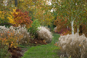 Betula utilis var. jacquemontii, Cornus alba 'Sibirica', Miscanthus sinensis 'Kleine Fontäne', Sorbus sargentiana