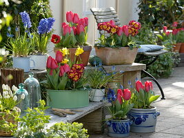 Tulipa 'Couleur Cardinal' (Tulpen), Primula elatior 'Inara Fire f1'