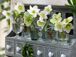 Blüten von Helleborus niger (Christrosen) in kleinen Gläsern auf Wandbord