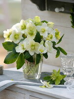 Bouquet of Helleborus niger (Christmas roses)