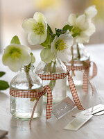 Helleborus niger (Christmas rose) in small bottles