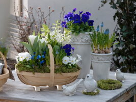 Viola cornuta (Hornveilchen), Hyacinthus 'White Pearl' (Hyazinthen), Muscari