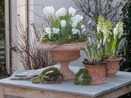 Tulipa (Tulpen), Viola cornuta (Hornveilchen), Hyacinthus (Hyazinthen)