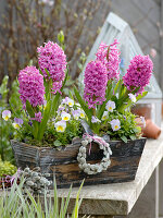 Hyacinthus 'Pink Pearl' (Hyazinthen), Viola cornuta Lavaliere 'White with Pink