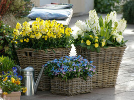 Scented spring terrace: Erysimum Rysi 'Star' (Golden violet), Myosotis 'Myomark'.