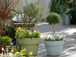 Rosmarinus (rosemary) stems underplanted with Viola cornuta