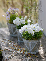 Viola cornuta (horned violet) in chip pots