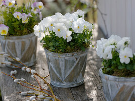 Viola cornuta (Horned violet) in chip pots