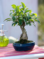 Ficus retusa (Chinesischer Feigenbaum), 8 Jahre alt