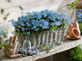 Myosotis 'Myomark' (forget-me-not) in basket jardiniere