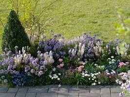 Duftendes Frühlingsbeet: Erysimum Poem 'Lavender' (Goldlack), Tiarella