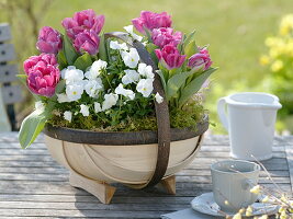 Tulipa 'Globe' (Tulpen), Viola cornuta (Hornveilchen) im runden Spankorb