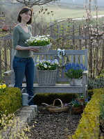 Baskets planted with Viola 'Etain' (pansy), Bellis (daisy)