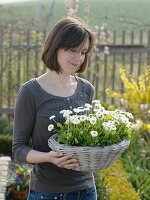 Woman holding basket with Bellis (Centaury)