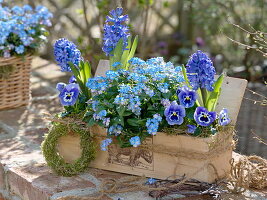 Holzkasten mit blauen Frühlingsblühern bepflanzt