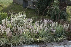 Weißes Frühlingsbeet mit Tiarella 'Morning Star' (Schaumblüte)