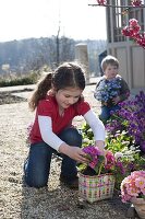 Mädchen nimmt Primula acaulis (Primel) aus Flechttasche