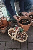 Putting tulips in tubs in autumn