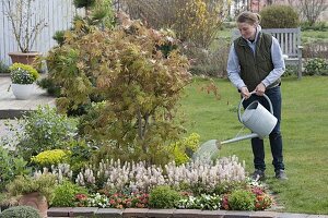 Planting a spring bed with fan maple and foam flower (2/3)