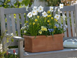 Narcissus poeticus recurvus, Narcissus cyclamineus