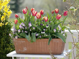 Mädchen pflanzt im Kasten mit Hornveilchen und Tulpenzwiebeln 4/4