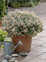 Skimmia 'Magic Marlot' (White variegated skimmia), watering can