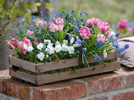 Holzkorb bepflanzt mit Tulipa 'Peach Blossom' (Tulpen), Viola cornuta