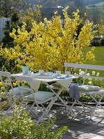 Spring terrace with Forsythia (Goldbells), Tulipa (Tulips)