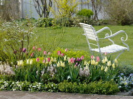 Frühlingsbeet mit Tulpen und Stauden: Tulipa 'Van Eijk' Weiß-Pink