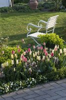 Tulipa 'White Imperator', 'Van Eijk' (Tulpen), Tiarella (Schaumblüte)