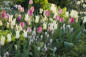 Tulipa 'White Imperator', 'Van Eijk' (Tulpen), Tiarella (Schaumblüte)