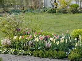 Spring border with tulips and perennials: Tulipa 'Van Eijk' white-pink