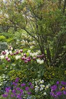 Spring border with Tulipa 'White Triumphator' 'Ballade' (tulips), Waldsteinia